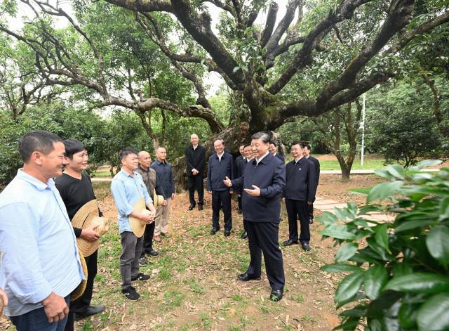 4月10日至13日，中共中央总书记、国家主席、中央军委主席习近平在广东考察。这是11日下午，习近平在茂名高州市根子镇柏桥村荔枝种植园，同现场技术人员亲切交流。 新华社记者 李学仁 摄