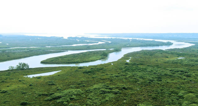 △湛江高桥红树林保护区是我国最大的红树林自然保护区。 