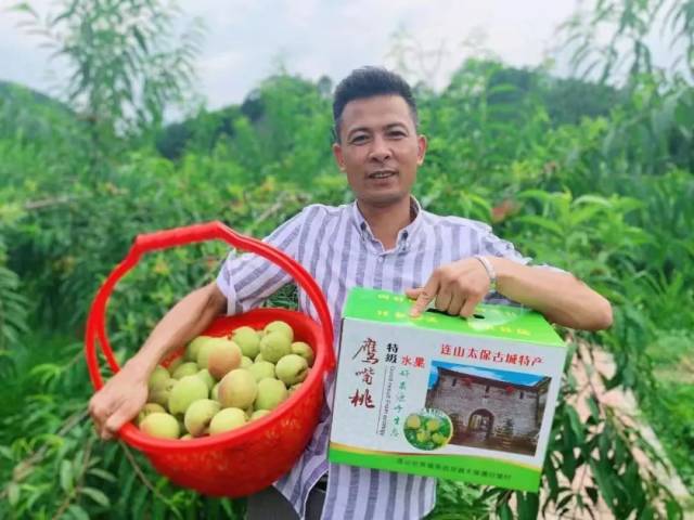 清远连山壮族瑶族自治县人大代表、太保镇保城村委会主任吴新倦“随手拍”推广鹰嘴桃。