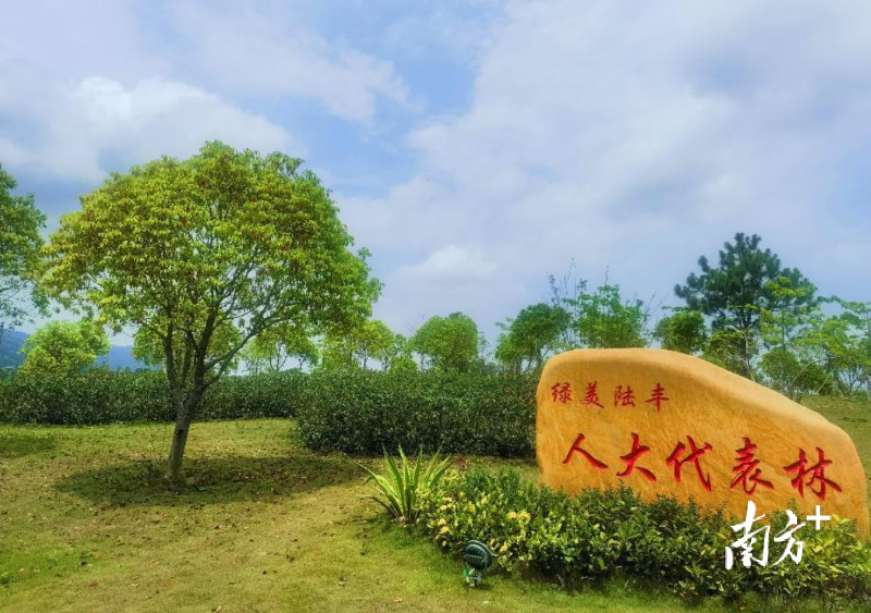 陆丰绿美2.png