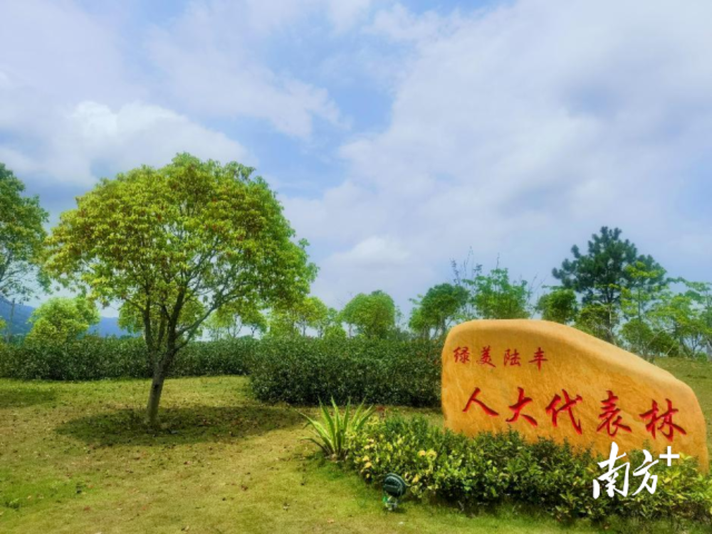 广东绿美总结2.png