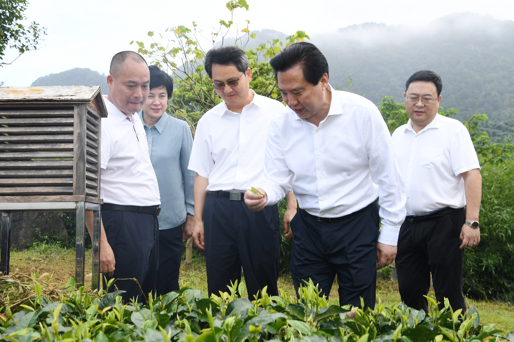 7月3日，省人大常委会主任黄楚平到积庆里红茶谷，调研红茶产业发展情况。张城 摄.jpg