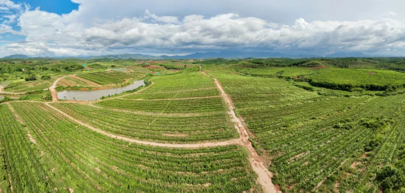 美林油茶种植基地。黄赞福 摄.jpg