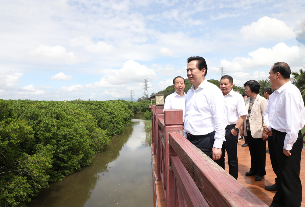 4-8月29日,省人大常委会主任黄楚平到江门台山市海宴镇海侨红树林湿地,调研红树林保护修复情况。李小萌 摄.jpg